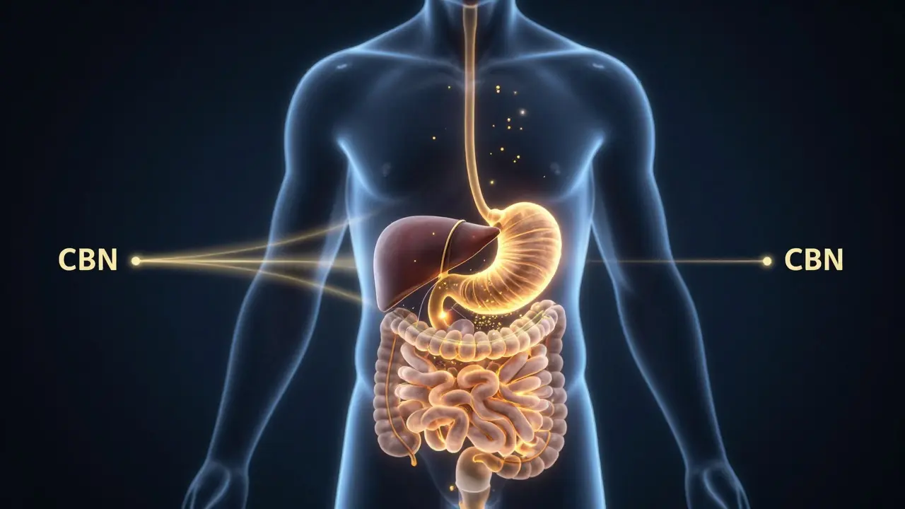 Konceptuální ilustrace metabolismu CBN v lidském těle s žlutými částicemi.